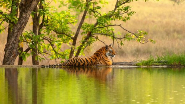 ranthabore national park